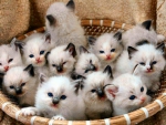 bundle sweet kittens
