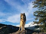 MOUNTAIN WOLF