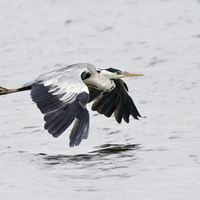 Grey Heron
