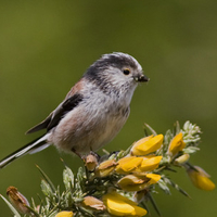 Long-tailed tit