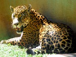 the jaguar