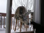 Deer, meet Cat