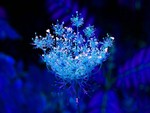 Blue flower