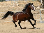 Purebred Arabian 1
