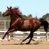 Chesnut Arabian