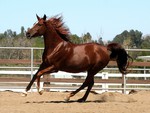 Chesnut Arabian