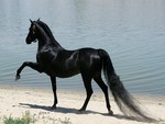 Purebred Arabian 2
