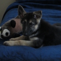 Sage with her racoon