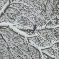 Lonely Blue Jay