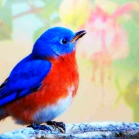 Bluebird of Happiness