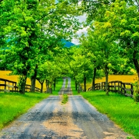 FENCE across the BEAUTIFUL ROAD