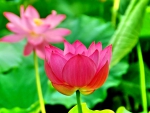 PINK LOTUS