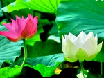PINK and WHITE LOTUS