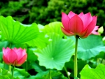 PINK LOTUS