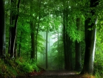 Green Forest Road