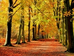 AUTUMN PATHWAY