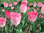 Pink Tulips