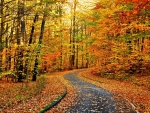AUTUMN FOREST ROAD