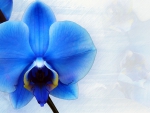 Blue Orchid