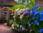 Colorful Hydrangea At The Gate