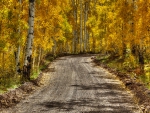 Dirt Road in Autumn Birch Forest