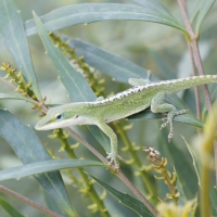 Pretty Green Anole