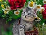 Cute Kitten