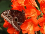 Butterfly on Flowers