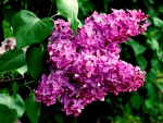 Lilac Branch