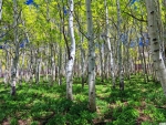 Birch forest