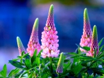 Spring Lupins