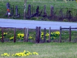 Daffodils growing in Field
