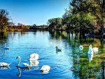 SWANS at LAKE