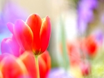 BRIGHT TULIPS