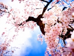SPRING SAKURA CHERRY BLOSSOMS