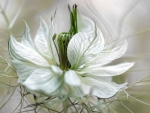 White Flower