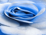 Blue Rose Drop