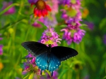 BUTTERFLY BLUE