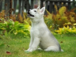 Adorable husky dog