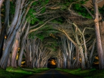 Tree Tunnel