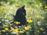 Spring Flowers and Kitten