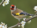 Spring Bird on the Branch