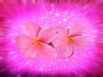 Pink PLUMERIA Flowers â™¥