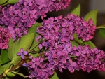 Lilac Blossoms