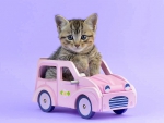 Kitten in Pink Car