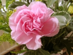 one single carnation  pink