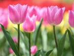Spring Tulips
