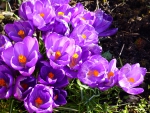 Crocus