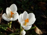 White Crocus