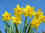 Daffodils